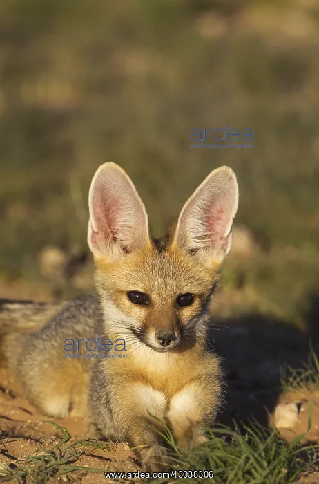 : Cape Fox - resting in the late evening at its burrow : Cape Fox - resting in the late evening at its burrow