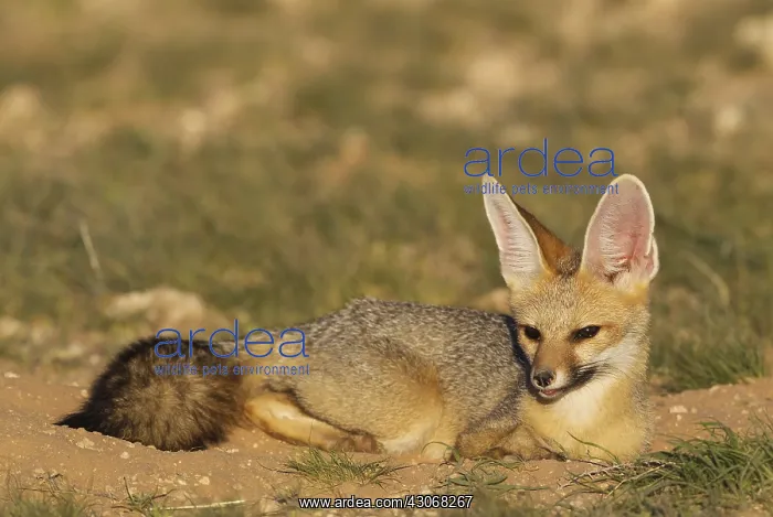 : Cape Fox - resting in the late evening at its burrow : Cape Fox - resting in the late evening at its burrow