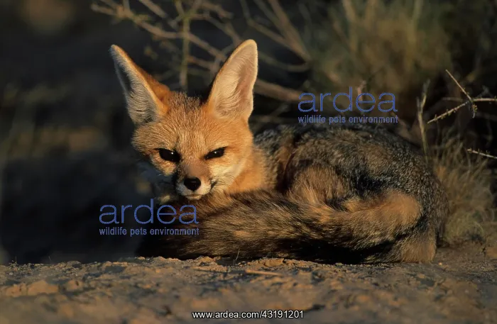 : Cape Fox (Vulpes chama), Kgalagadi Transfrontier : Cape Fox (Vulpes chama), Kgalagadi Transfrontier