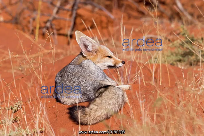 : Cape fox (Vulpes chama), resting, Kalahari Desert : Cape fox (Vulpes chama), resting, Kalahari Desert
