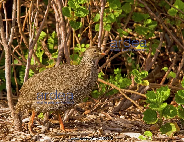 : Cape Francolin / Cape Spurfowl - in fynbos : Cape Francolin / Cape Spurfowl - in fynbos