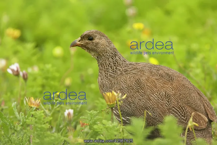 : Cape Francolin / Cape Spurfowl. in spring - : Cape Francolin / Cape Spurfowl. in spring -