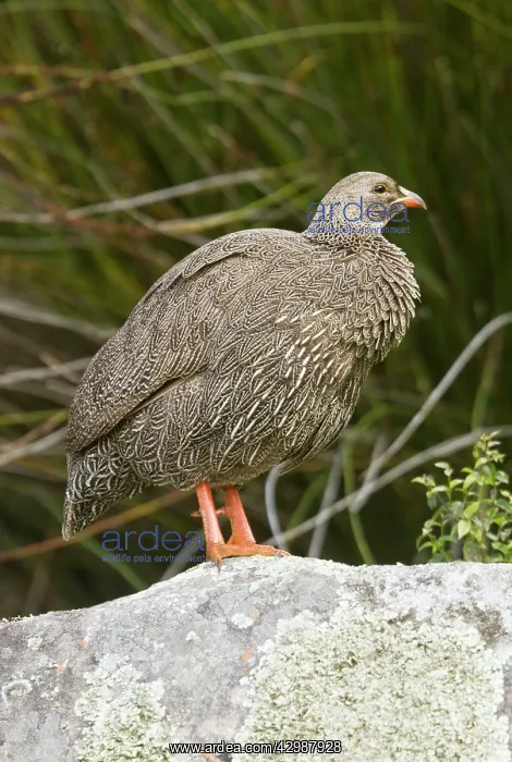 : Cape Francolin / Cape Spurfowl. in spring - South : Cape Francolin / Cape Spurfowl. in spring - South