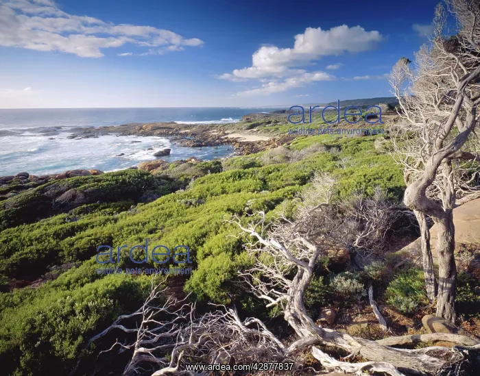 : Cape Freycinet Leeuwin : Cape Freycinet Leeuwin