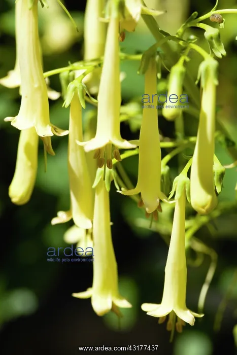 : Cape fuchsia, Phygelius Funfare Yellow, Several : Cape fuchsia, Phygelius Funfare Yellow, Several