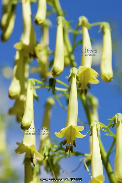  : Cape fuchsia, Phygelius Funfare Yellow, Several