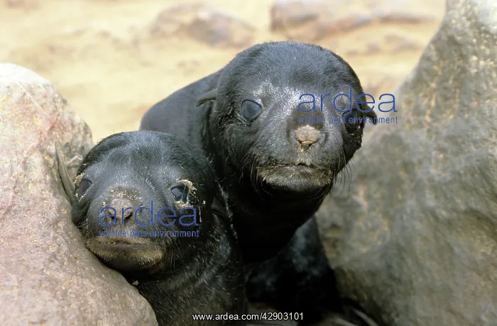  : CAPE FUR SEAL - 2 PUPS
