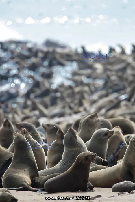 : Cape fur seal (Arctocephalus pusillus) in Cape Cross : Cape fur seal (Arctocephalus pusillus) in Cape Cross