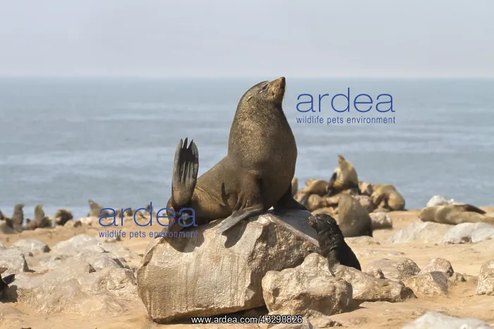 : Cape Fur Seal (Arctocephalus pusillus) male sta : Cape Fur Seal (Arctocephalus pusillus) male sta
