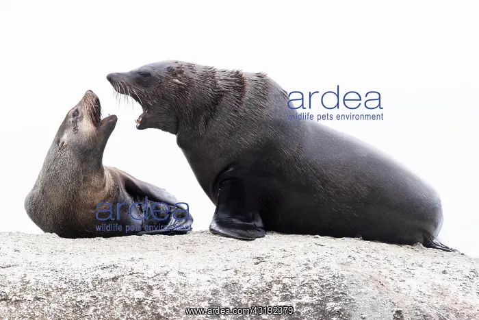 : Cape Fur Seal (Arctocephalus pusillus), , Western : Cape Fur Seal (Arctocephalus pusillus), , Western