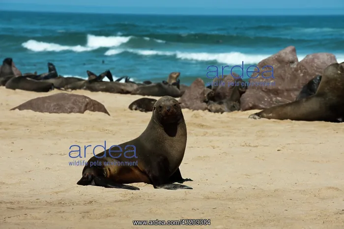 : Cape fur seal (Arctocephalus pusilus), Skeleton : Cape fur seal (Arctocephalus pusilus), Skeleton