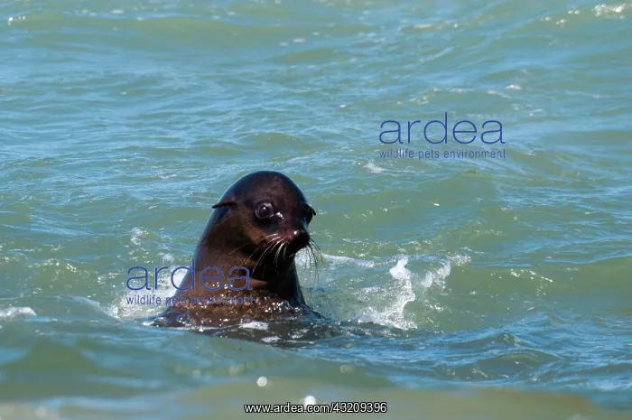 : Cape fur seal (Arctocephalus pusilus), Skeleton : Cape fur seal (Arctocephalus pusilus), Skeleton