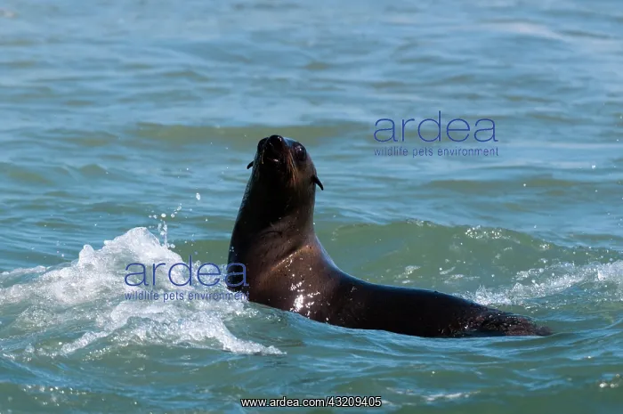 : Cape fur seal (Arctocephalus pusilus), Skeleton : Cape fur seal (Arctocephalus pusilus), Skeleton
