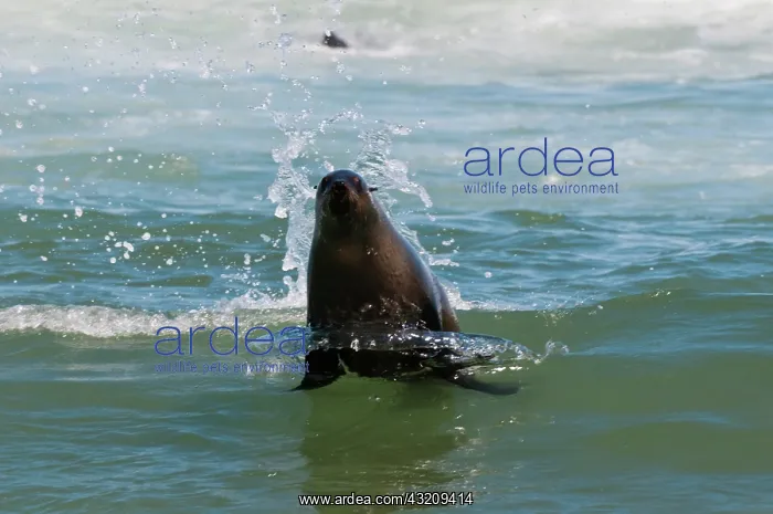 : Cape fur seal (Arctocephalus pusilus), Skeleton : Cape fur seal (Arctocephalus pusilus), Skeleton