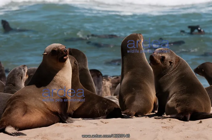 : Cape fur seal (Arctocephalus pusilus), Skeleton : Cape fur seal (Arctocephalus pusilus), Skeleton