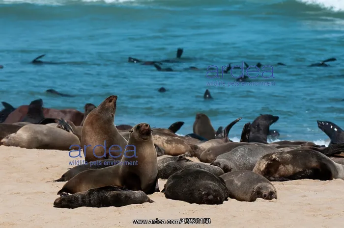 : Cape fur seal (Arctocephalus pusilus), Skeleton : Cape fur seal (Arctocephalus pusilus), Skeleton