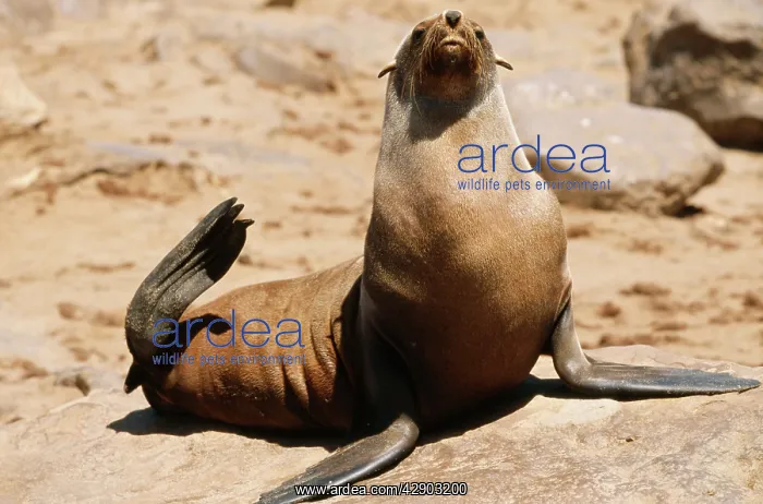  : Cape Fur Seal - on beach