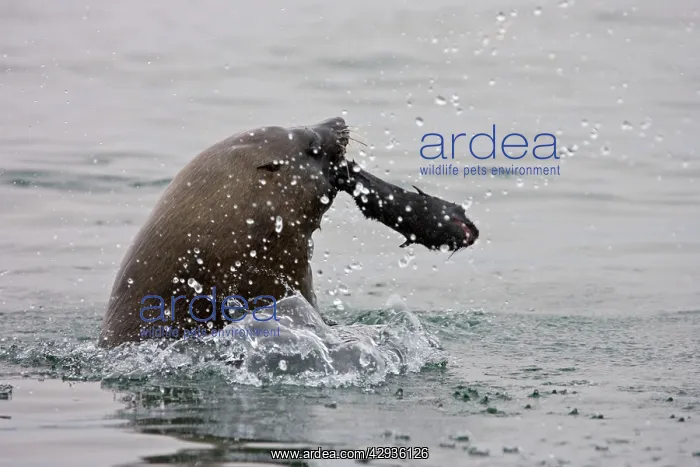 : Cape Fur Seal - bull eating a seal pup : Cape Fur Seal - bull eating a seal pup