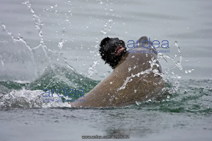 : Cape Fur Seal - bull eating a seal pup : Cape Fur Seal - bull eating a seal pup