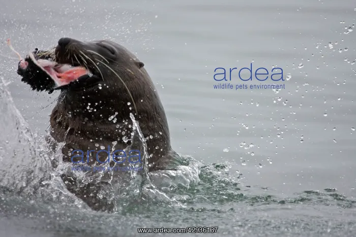 : Cape Fur Seal - bull eating a seal pup : Cape Fur Seal - bull eating a seal pup