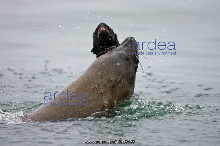 : Cape Fur Seal - bull eating a seal pup : Cape Fur Seal - bull eating a seal pup