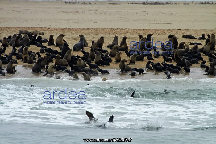 : Cape Fur Seal colony (Arctocephalus pusillus) : Cape Fur Seal colony (Arctocephalus pusillus)
