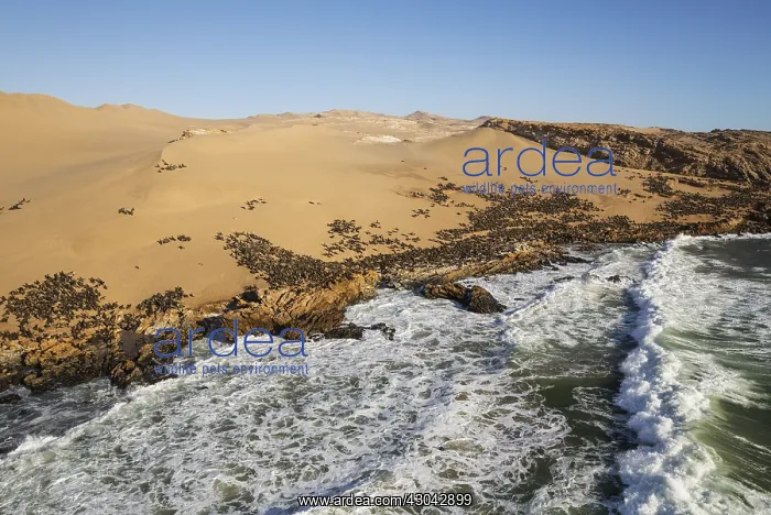 : Cape Fur Seal colony at the coast of the Namib Desert : Cape Fur Seal colony at the coast of the Namib Desert