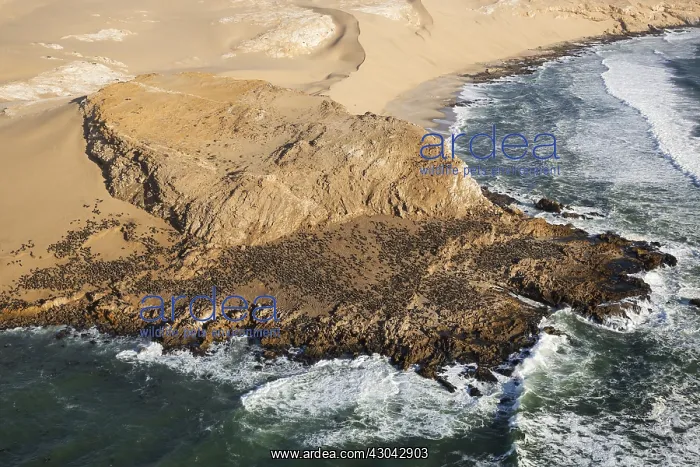 : Cape Fur Seal colony at the coast of the Namib Desert : Cape Fur Seal colony at the coast of the Namib Desert