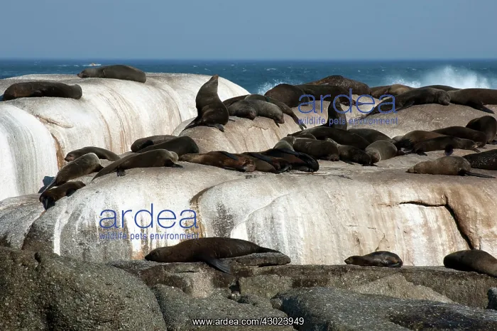  : Cape Fur Seal Colony on rocks