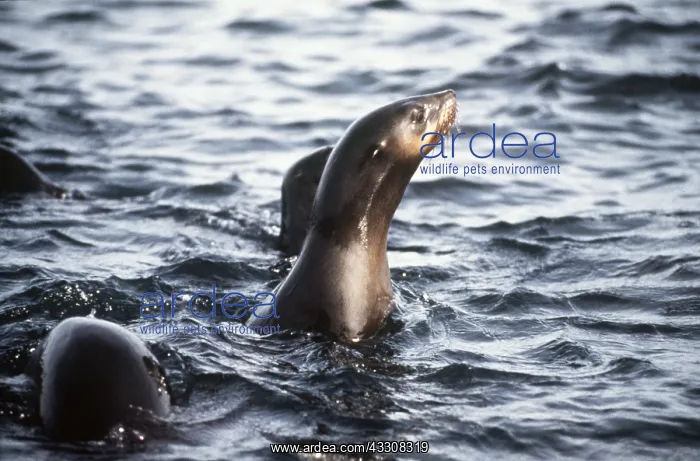 : CAPE FUR SEAL - head above water : CAPE FUR SEAL - head above water