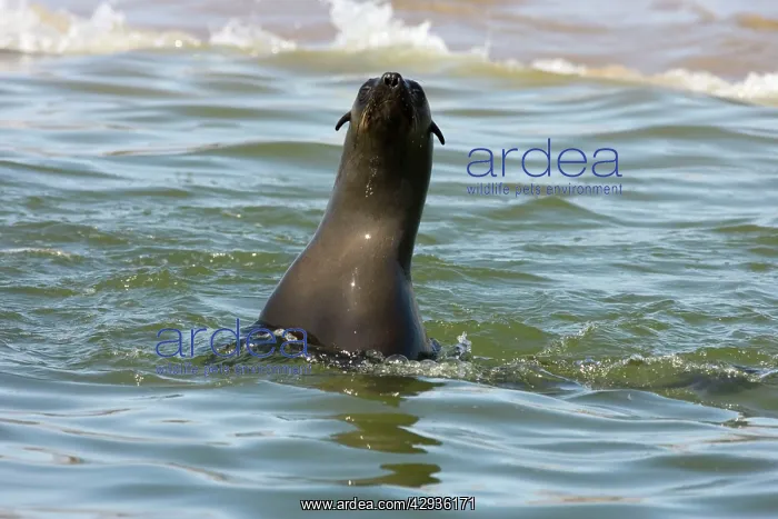 : Cape Fur Seal - inquisitive seal extending out of water : Cape Fur Seal - inquisitive seal extending out of water