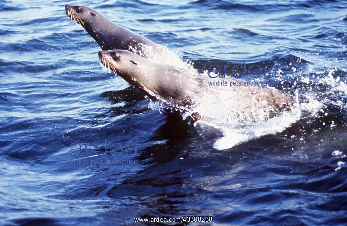 : CAPE FUR SEAL - Leaping, favourite food of Great : CAPE FUR SEAL - Leaping, favourite food of Great