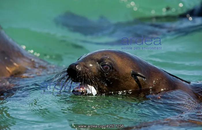 : Cape Fur Seal - with a piece of plastic bag in its mouth : Cape Fur Seal - with a piece of plastic bag in its mouth