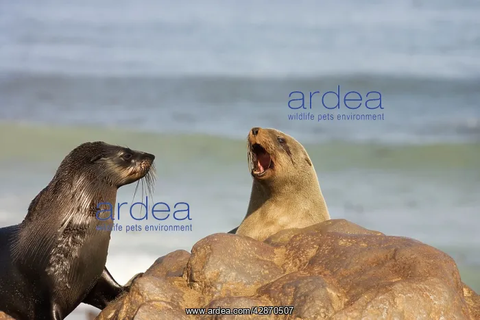 : Cape Fur Seal - quarrelling over who is going to : Cape Fur Seal - quarrelling over who is going to
