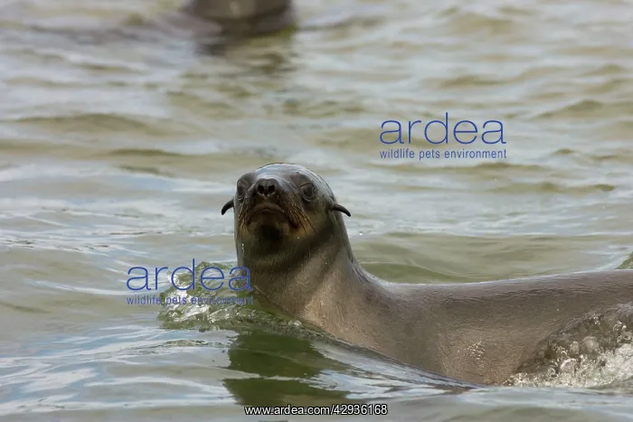 : Cape Fur Seal - swimming in the Atlantic : Cape Fur Seal - swimming in the Atlantic