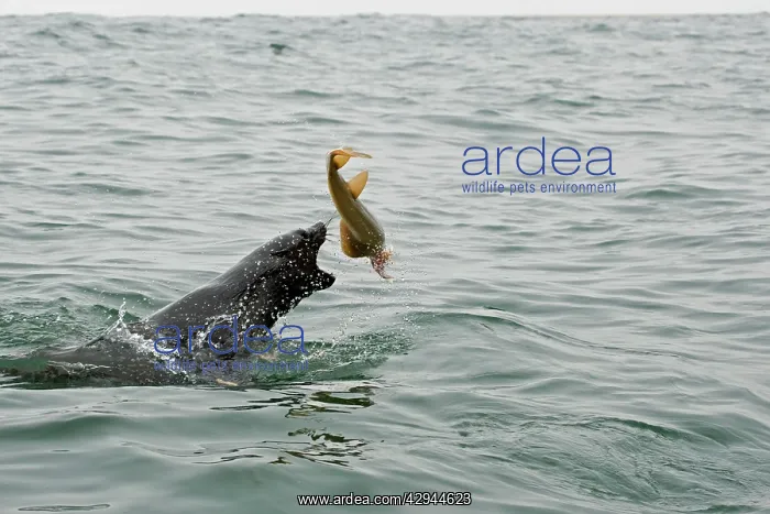 : Cape Fur Seal - Thrashing a Sand Shark around : Cape Fur Seal - Thrashing a Sand Shark around