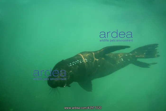 : Cape Fur Seal - viewed from under the water with air bubbles : Cape Fur Seal - viewed from under the water with air bubbles