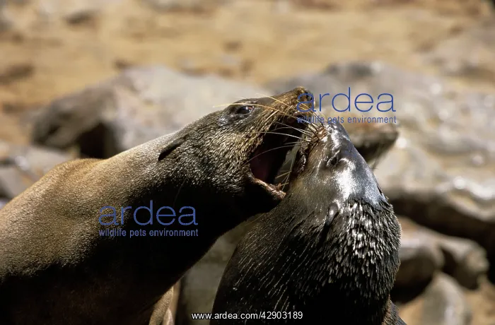 : CAPE FUR SEAL - X2 COMMUNICATE : CAPE FUR SEAL - X2 COMMUNICATE