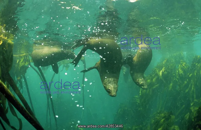  : Cape Fur SEALS