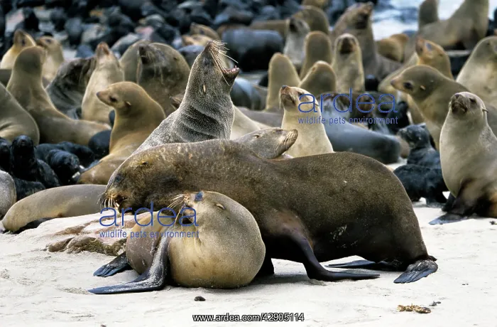  : Cape Fur Seals