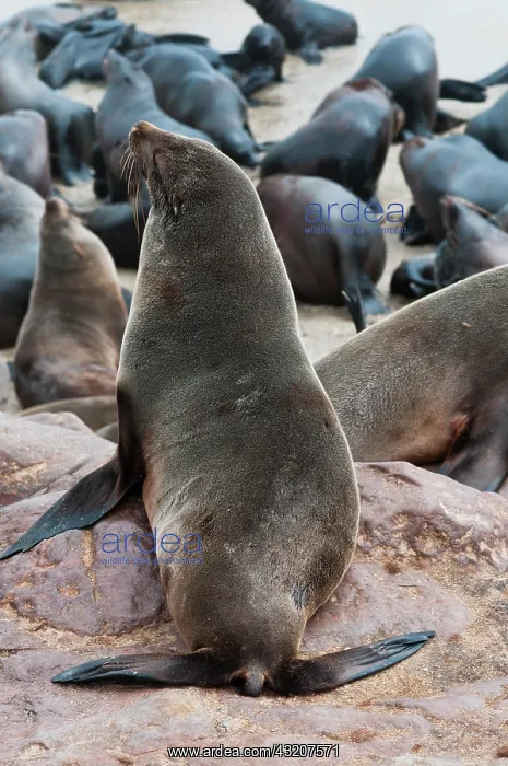 : Cape Fur seals (Arctocephalus pusillus) : Cape Fur seals (Arctocephalus pusillus)