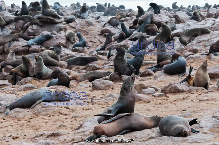 : Cape Fur seals (Arctocephalus pusillus) : Cape Fur seals (Arctocephalus pusillus)