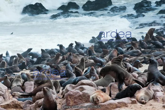 : Cape Fur seals (Arctocephalus pusillus) : Cape Fur seals (Arctocephalus pusillus)