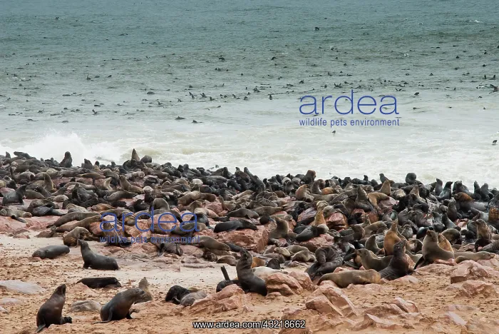 : Cape Fur seals (Arctocephalus pusillus) : Cape Fur seals (Arctocephalus pusillus)