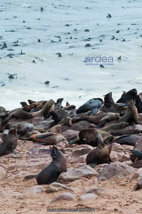: Cape Fur seals (Arctocephalus pusillus) : Cape Fur seals (Arctocephalus pusillus)