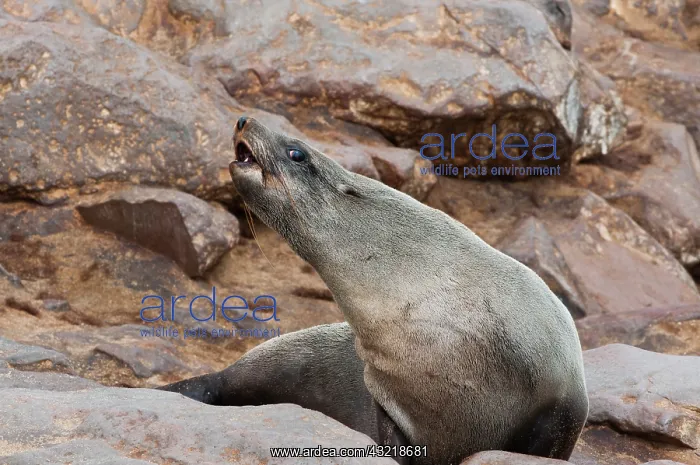 : Cape Fur seals (Arctocephalus pusillus) : Cape Fur seals (Arctocephalus pusillus)