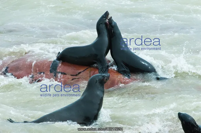 : Cape Fur seals (Arctocephalus pusillus) : Cape Fur seals (Arctocephalus pusillus)