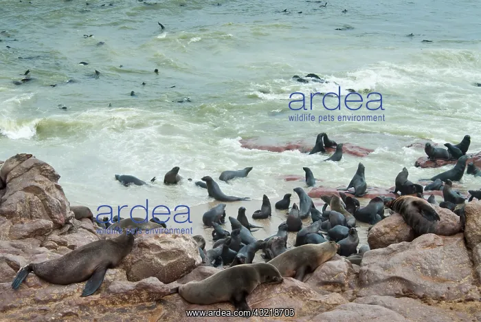 : Cape Fur seals (Arctocephalus pusillus) : Cape Fur seals (Arctocephalus pusillus)