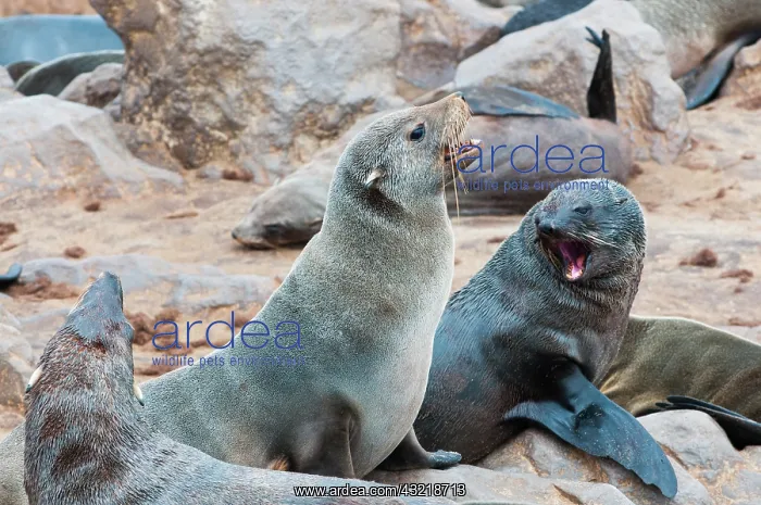 : Cape Fur seals (Arctocephalus pusillus) : Cape Fur seals (Arctocephalus pusillus)