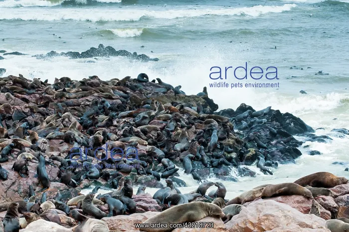 : Cape Fur seals (Arctocephalus pusillus) : Cape Fur seals (Arctocephalus pusillus)